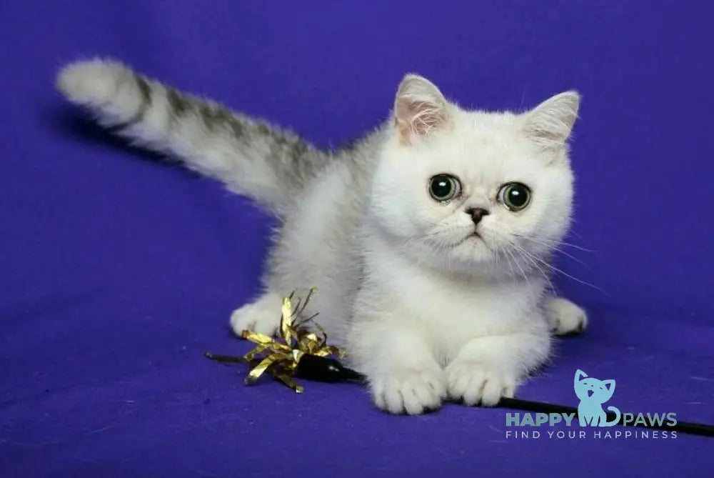 Xalk Exotic male black silver shaded live animals