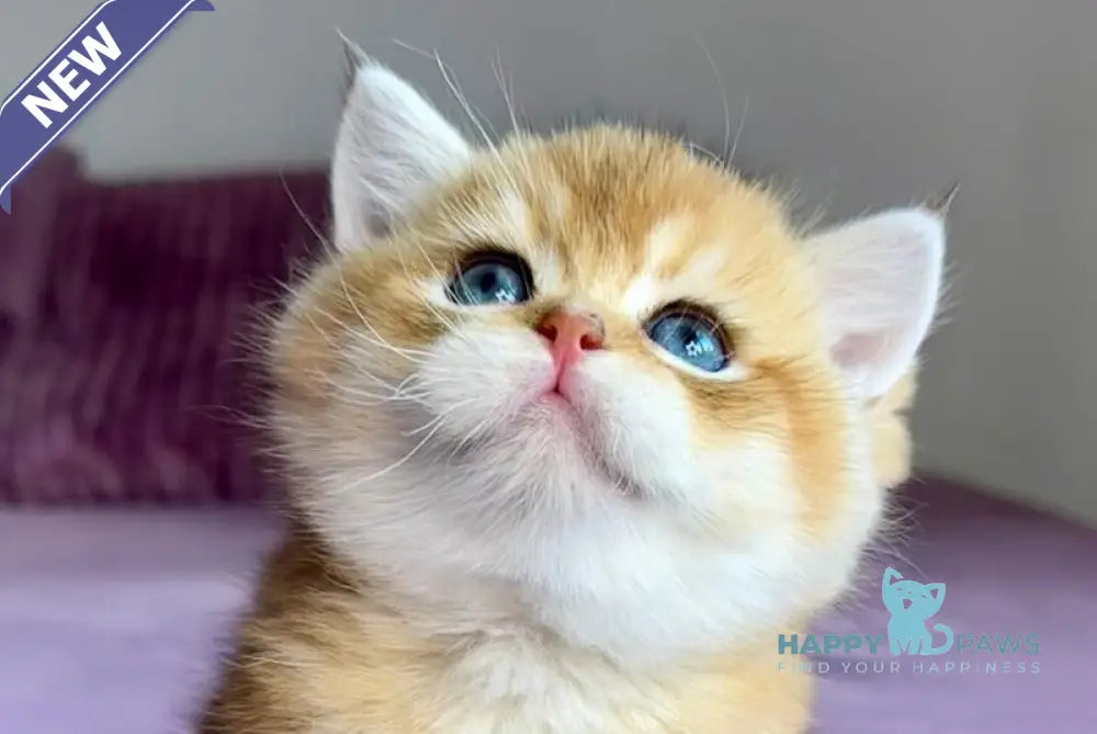 Xalvador British Shorthair male black golden chinchilla live animals