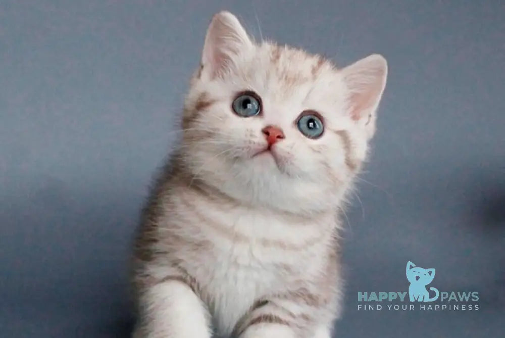 Xalvador British Shorthair male chocolate silver tabby live animals