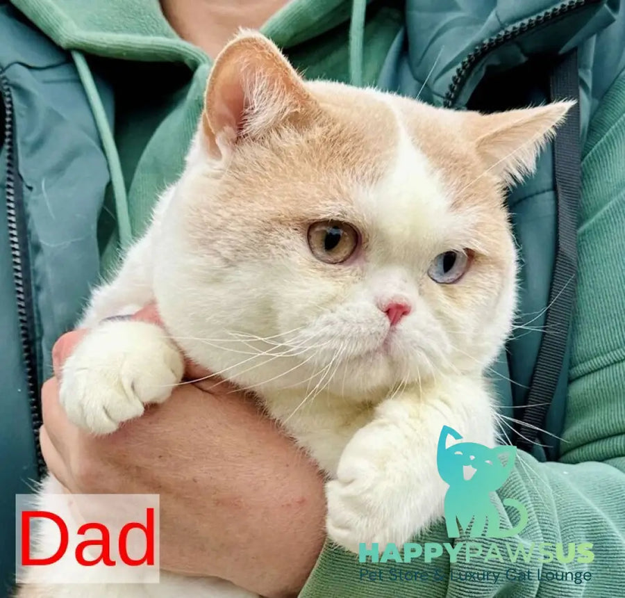 Xammer British Shorthair male cinnamon - live animals
