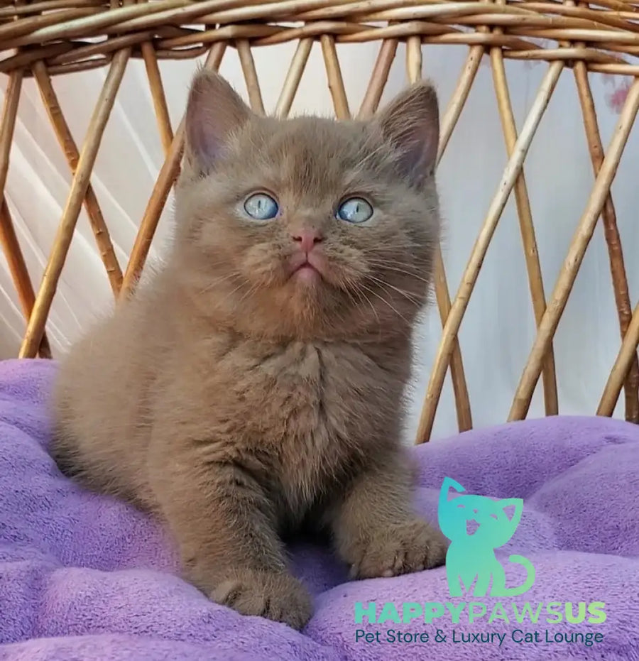 Xammer British Shorthair male cinnamon - live animals