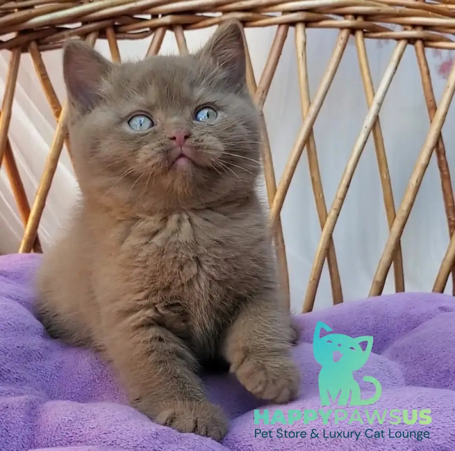 Xammer British Shorthair male cinnamon - live animals