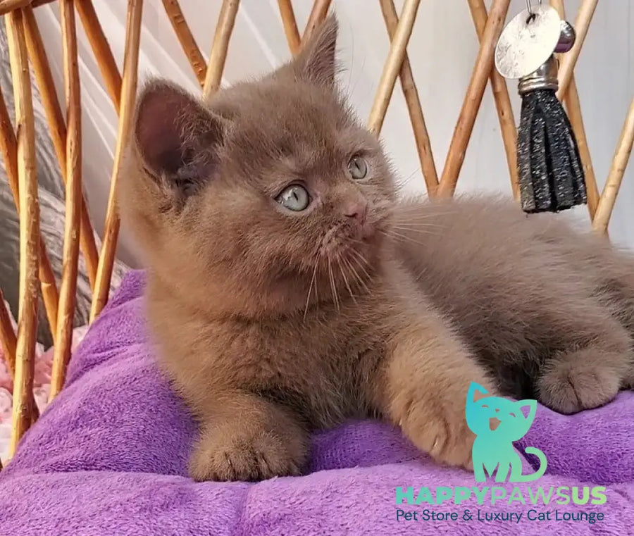 Xammer British Shorthair male cinnamon - live animals