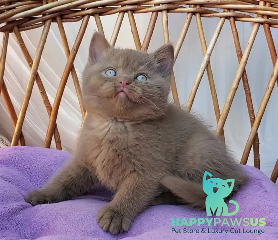 Xammer British Shorthair male cinnamon - live animals