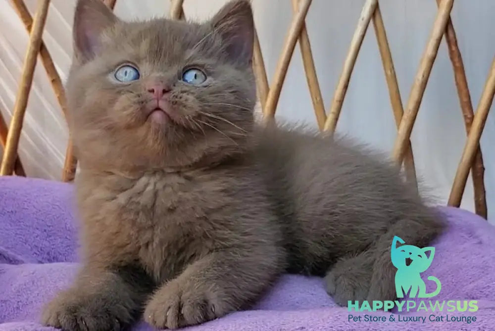 Xammer British Shorthair male cinnamon - live animals