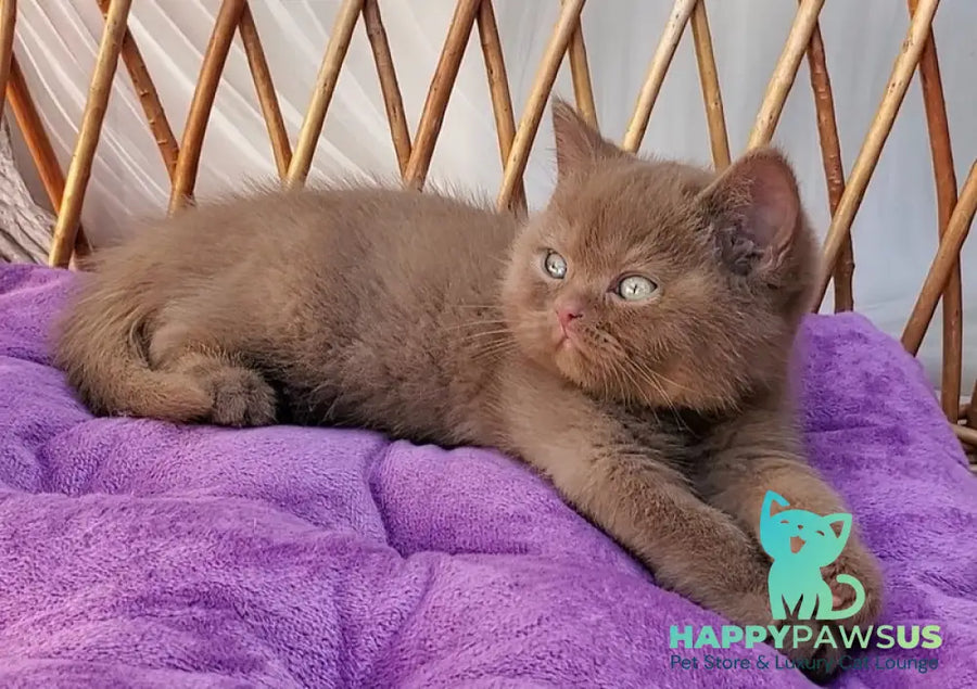Xammer British Shorthair male cinnamon - live animals