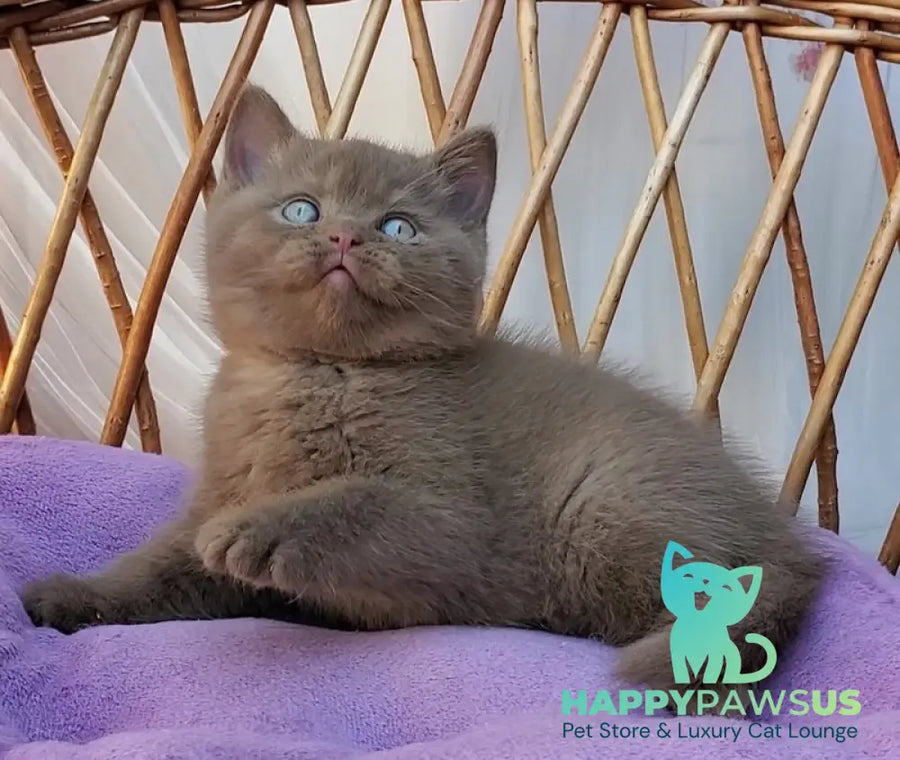 Xammer British Shorthair male cinnamon - live animals