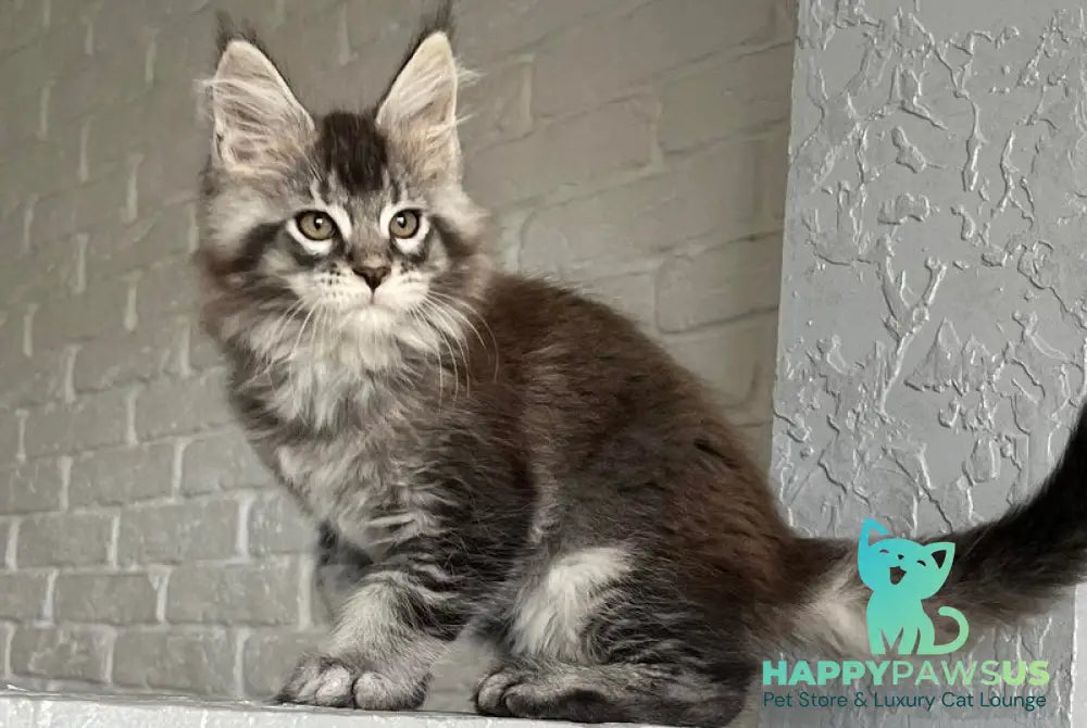 Xan Maine Coon male black silver ticked tabby - live animals