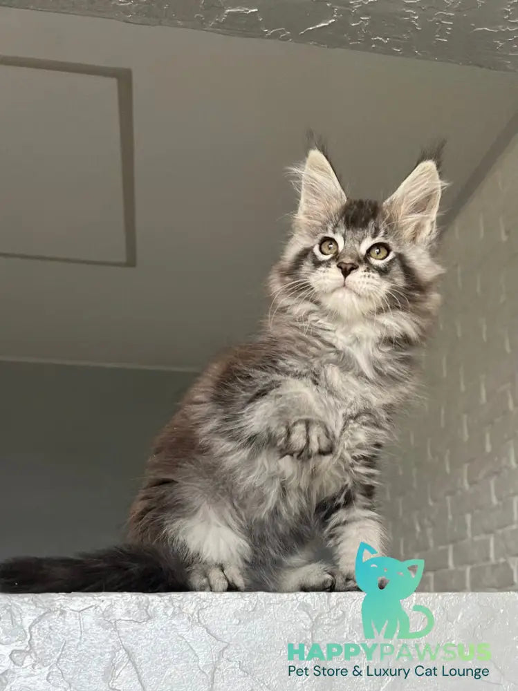 Xan Maine Coon male black silver ticked tabby - live animals