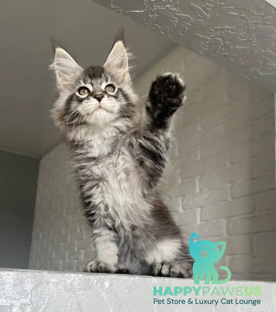 Xan Maine Coon male black silver ticked tabby - live animals