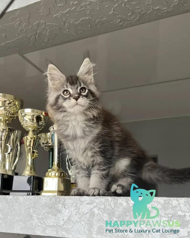 Xan Maine Coon male black silver ticked tabby - live animals