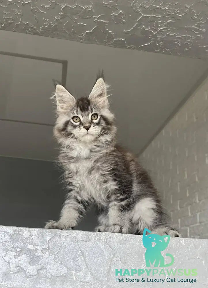 Xan Maine Coon male black silver ticked tabby - live animals