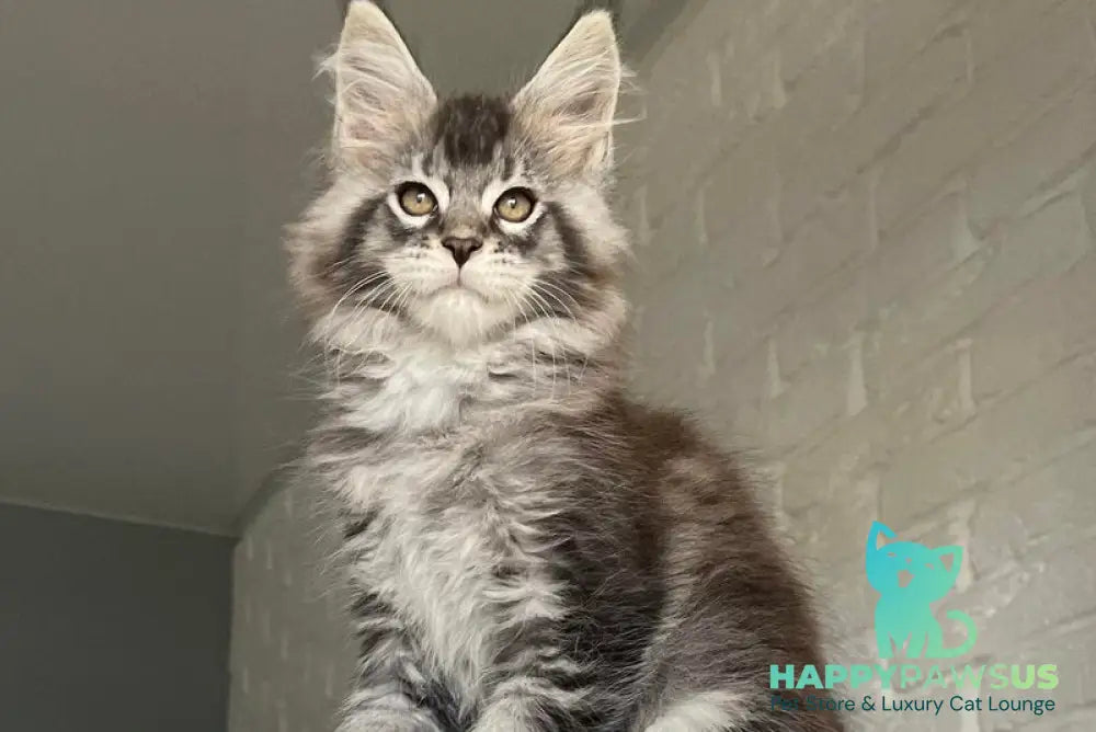 Xan Maine Coon male black silver ticked tabby - live animals