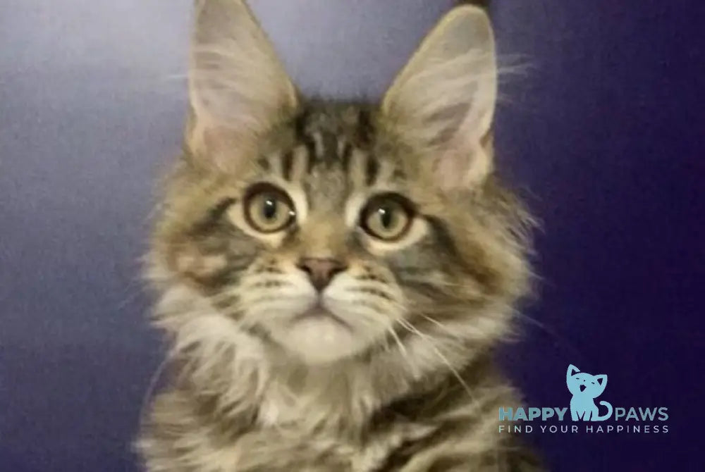 Xan Maine Coon polydactyl male black silver tabby live animals