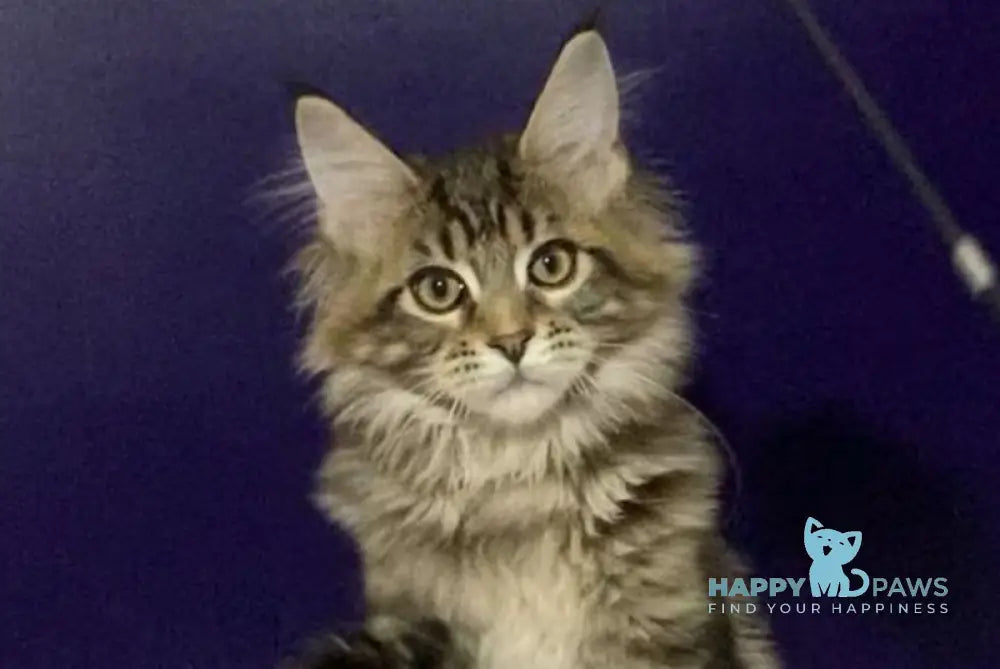 Xan Maine Coon polydactyl male black silver tabby live animals