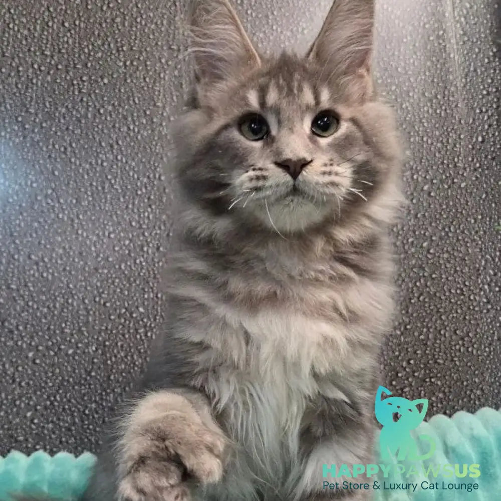 Xana Maine Coon polydactyl 6x6x6x6 female blue tabby - live animals
