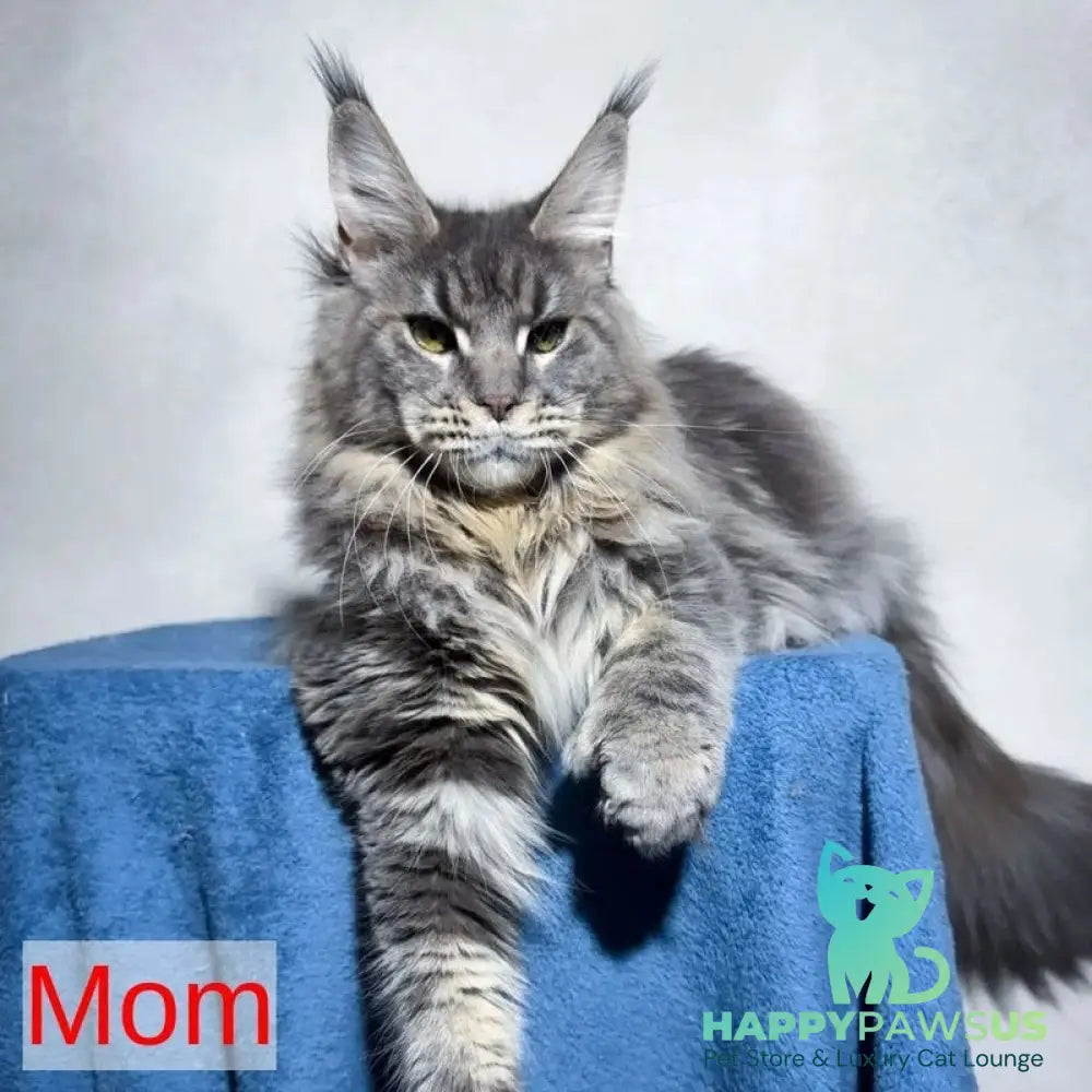 Xana Maine Coon polydactyl 6x6x6x6 female blue tabby - live animals