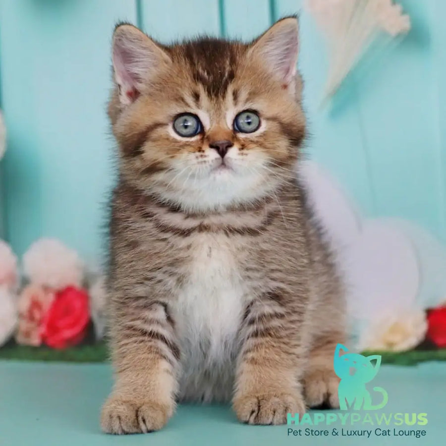 Xander British Shorthair male black ticked tabby - live animals