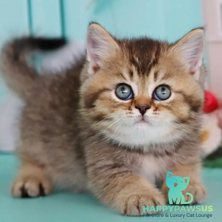 Xander British Shorthair male black ticked tabby - live animals