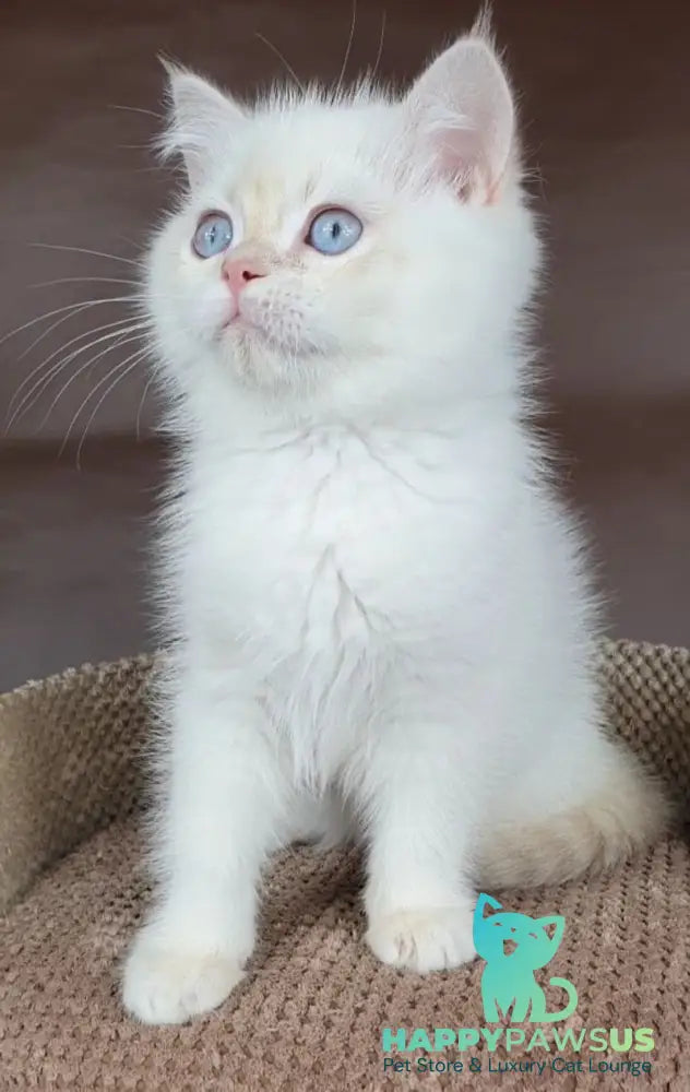 Xander British Shorthair male lilac golden chinchilla pointed - live animals