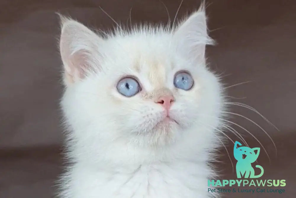 Xander British Shorthair male lilac golden chinchilla pointed - live animals
