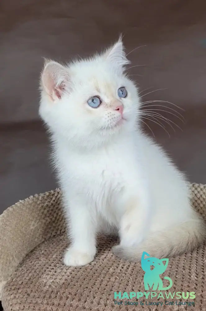 Xander British Shorthair male lilac golden chinchilla pointed - live animals