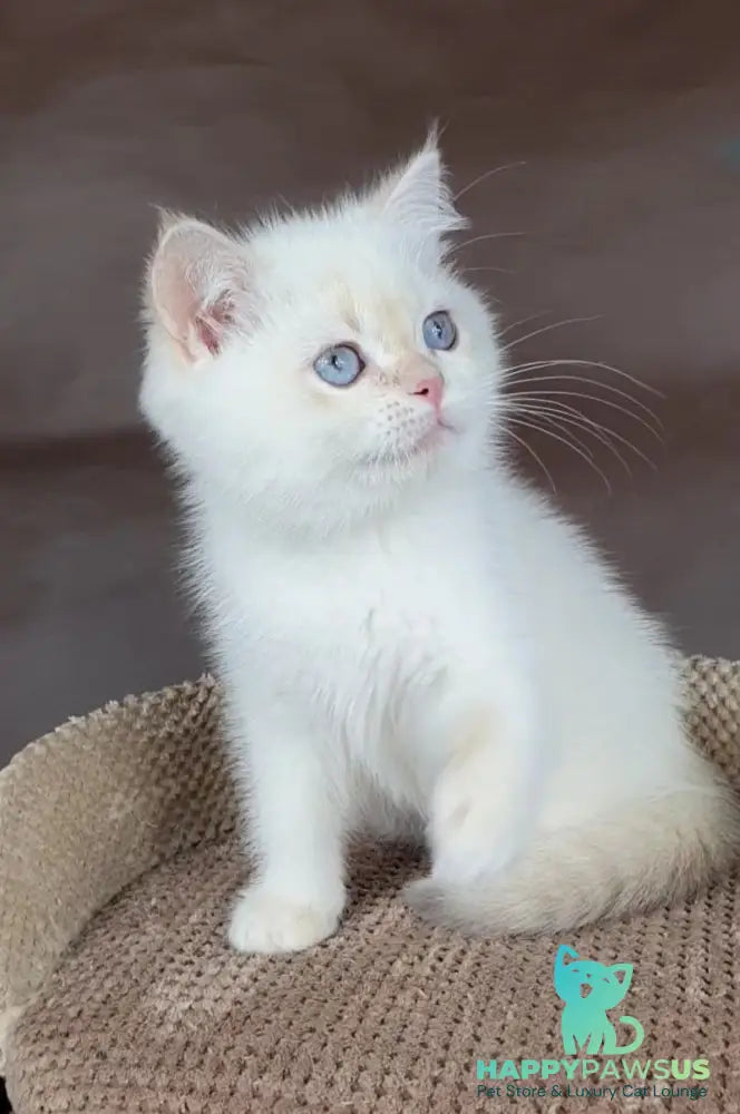 Xander British Shorthair male lilac golden chinchilla pointed - live animals