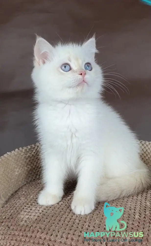 Xander British Shorthair male lilac golden chinchilla pointed - live animals