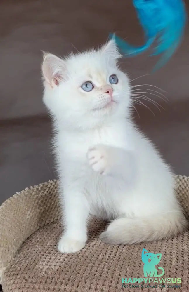Xander British Shorthair male lilac golden chinchilla pointed - live animals