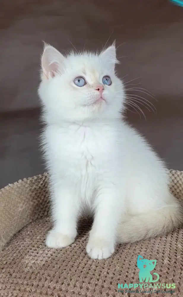 Xander British Shorthair male lilac golden chinchilla pointed - live animals