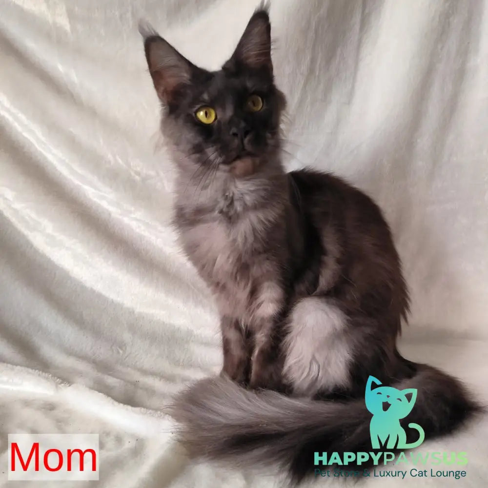 Xander Maine Coon male black silver - live animals
