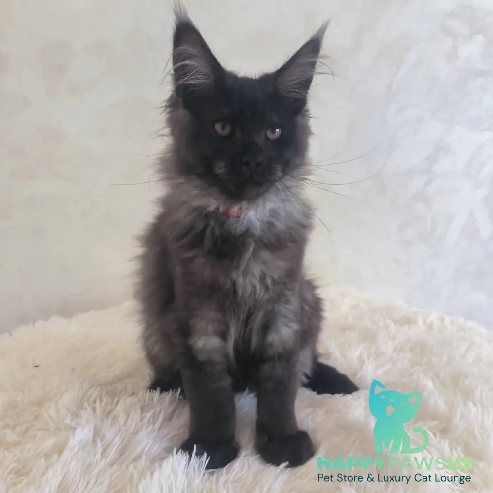Xander Maine Coon male black silver - live animals