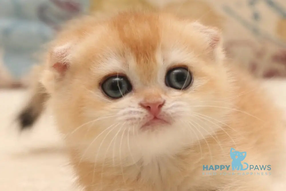 Xander Scottish Fold male black golden chinchilla live animals