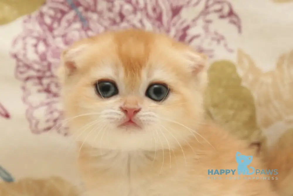 Xander Scottish Fold male black golden chinchilla live animals