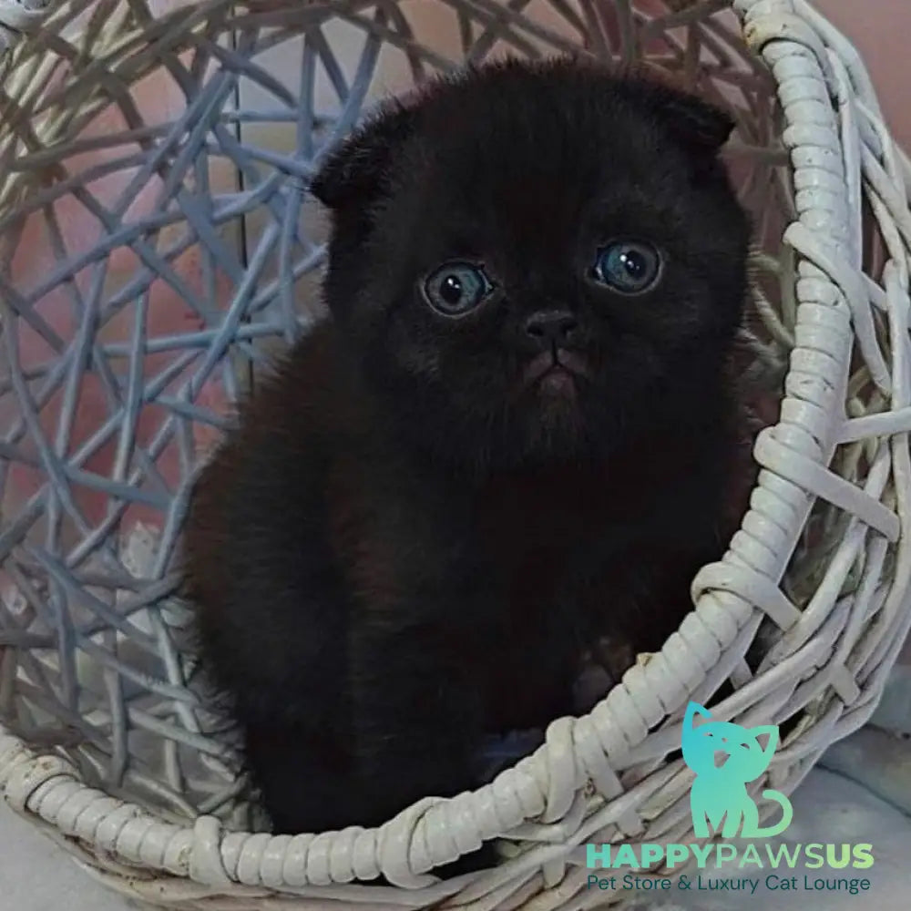 Xander Scottish Fold male black - live animals