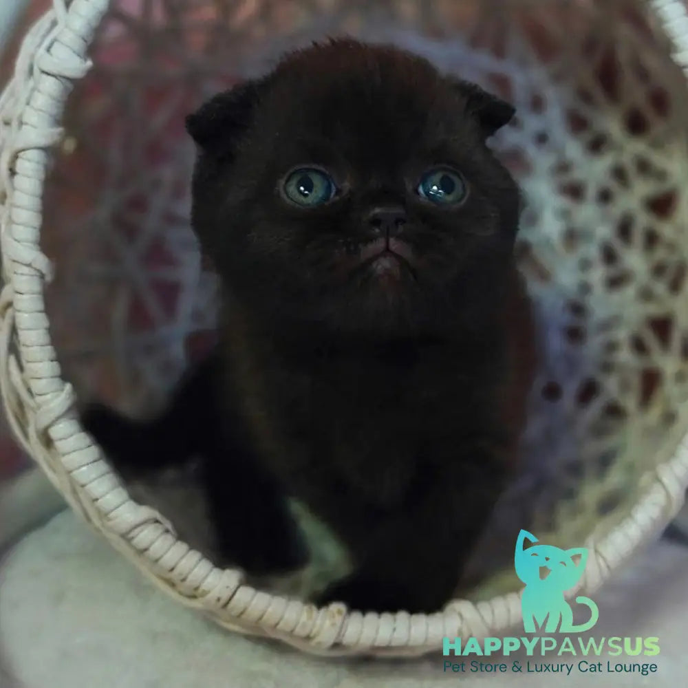 Xander Scottish Fold male black - live animals