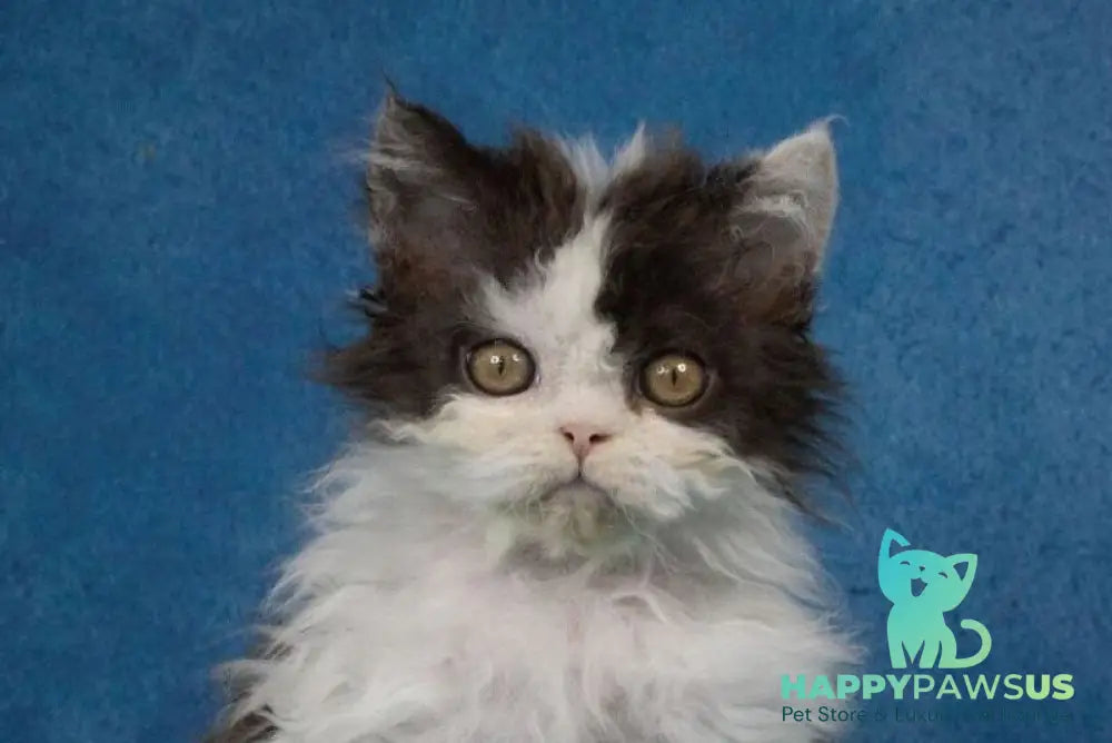 Xander Selkirk Rex male black harlequin live animals