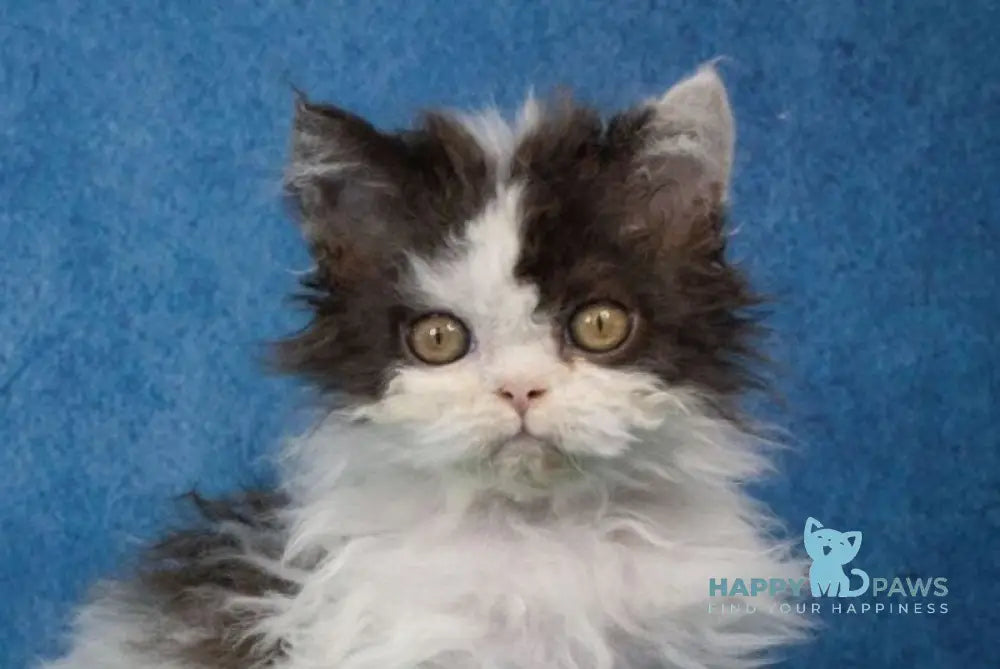 Xander Selkirk Rex male black harlequin live animals