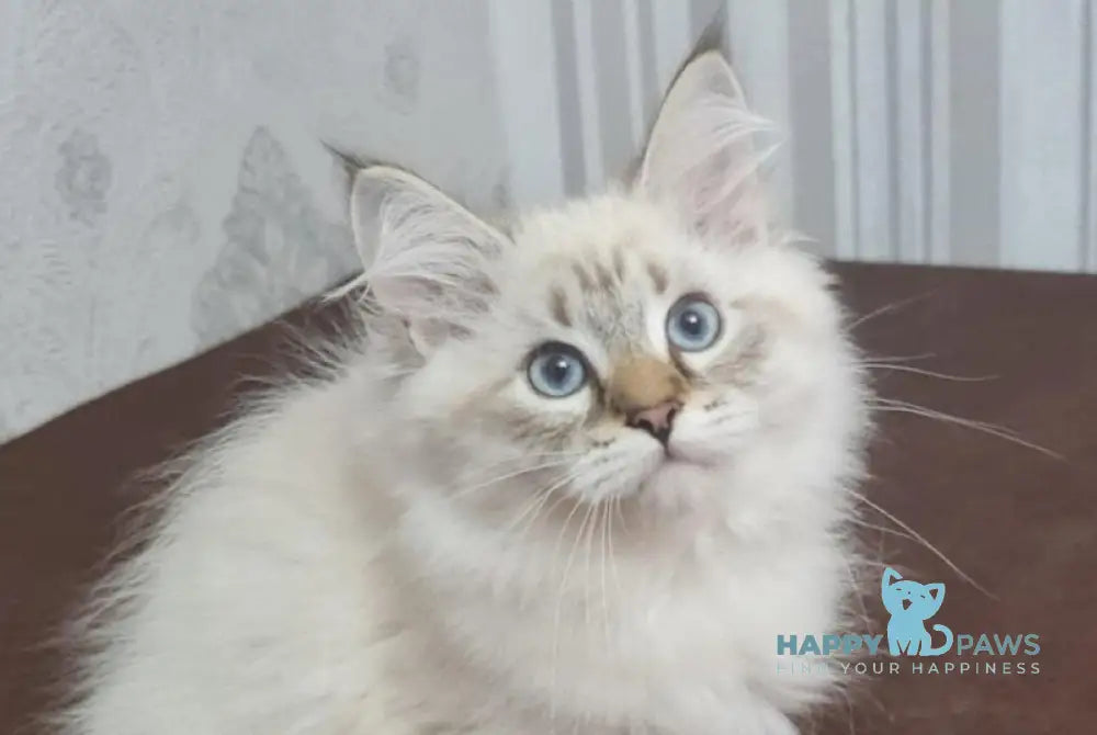 Xander Siberian male black tabby pointed live animals