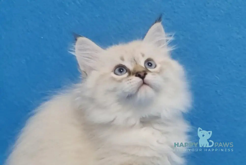 Xander Siberian male black tabby pointed live animals