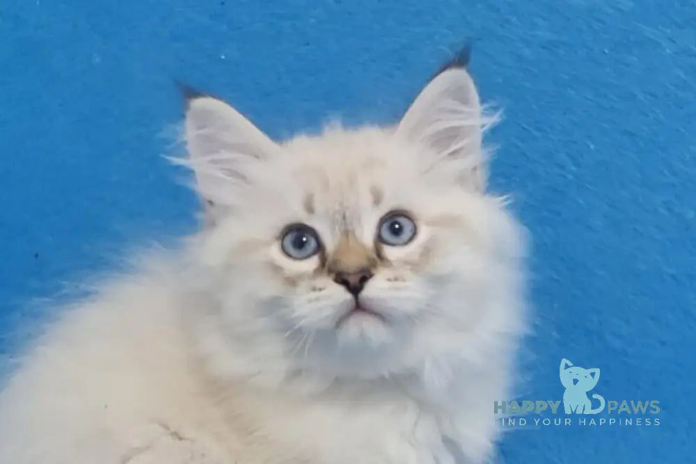 Xander Siberian male black tabby pointed live animals