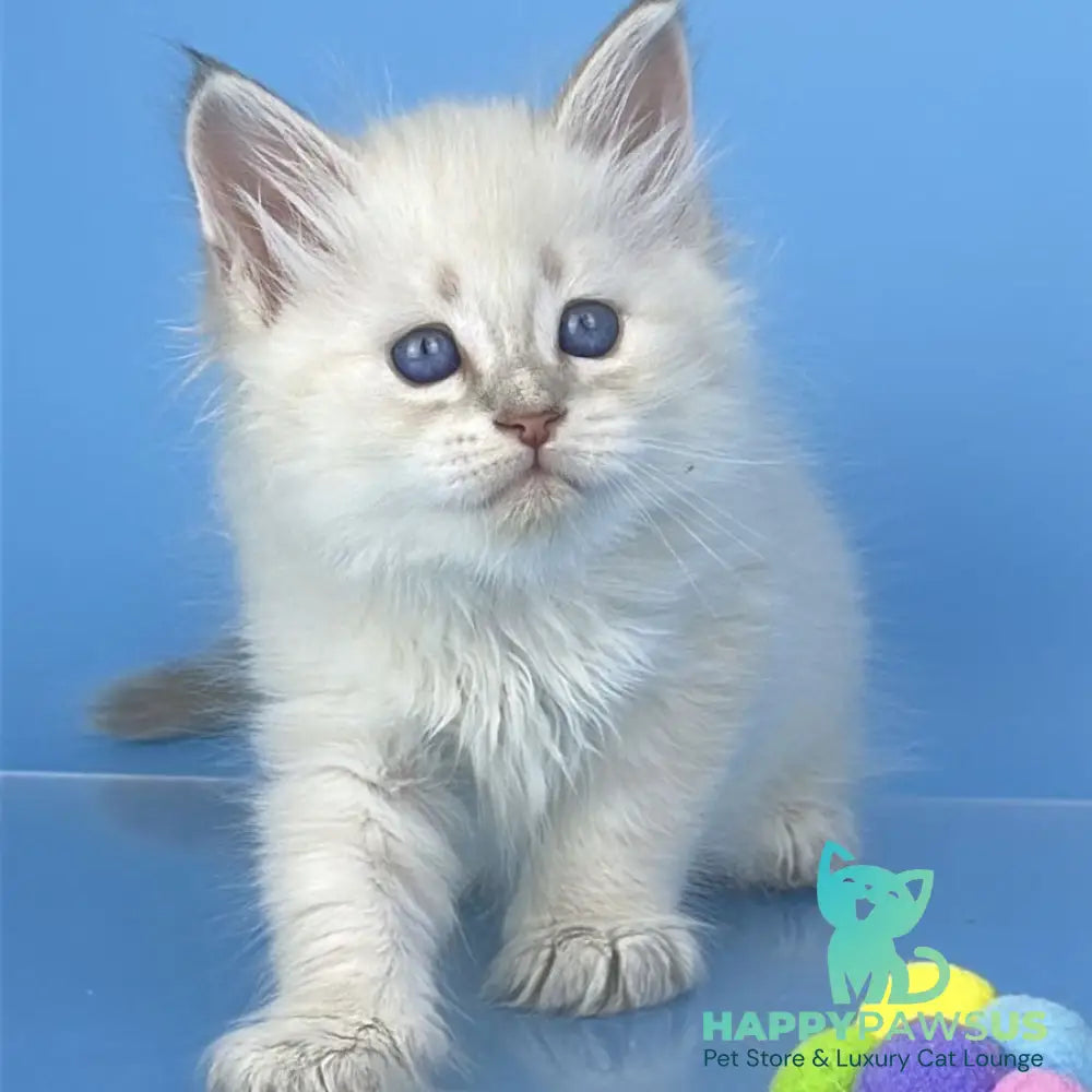 Xander Siberian male blue tabby pointed - live animals