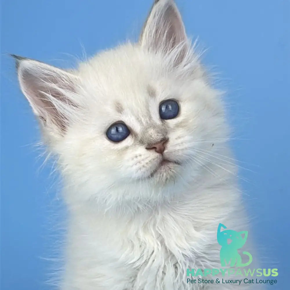 Xander Siberian male blue tabby pointed - live animals