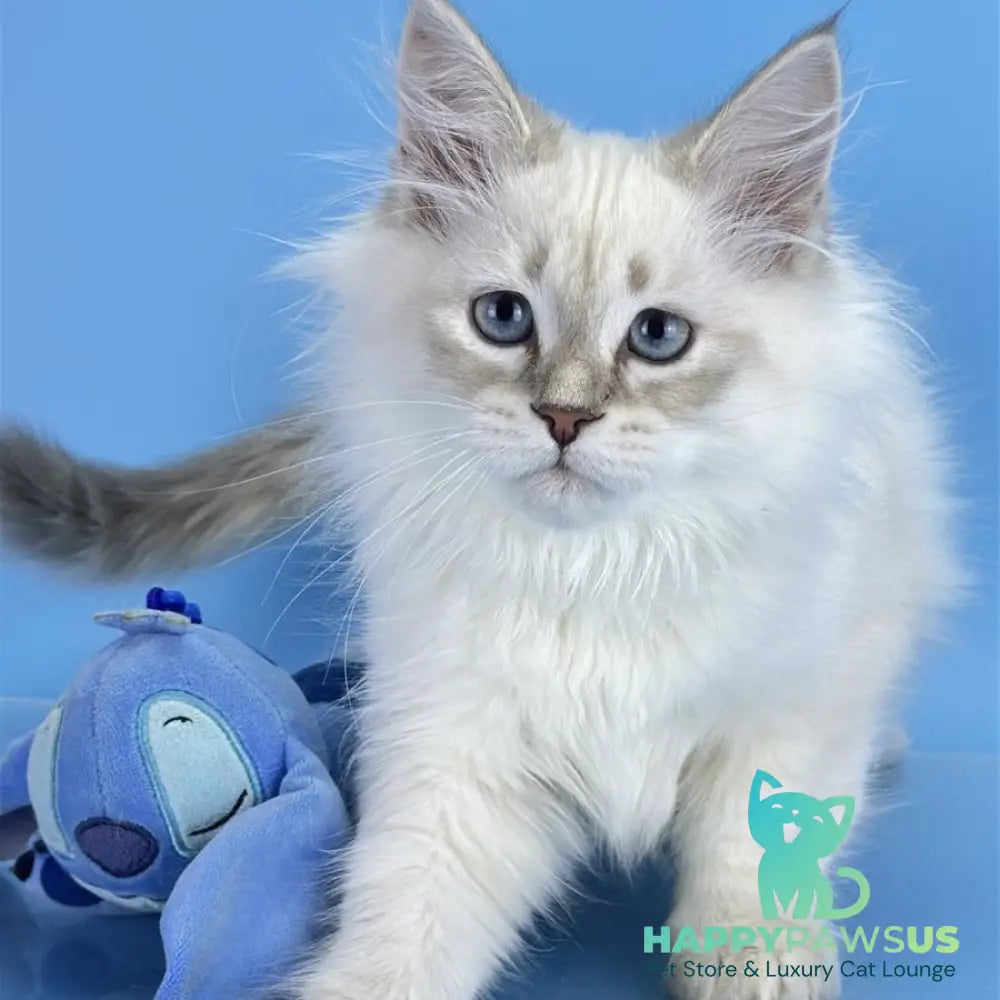 Xander Siberian male blue tabby pointed - live animals