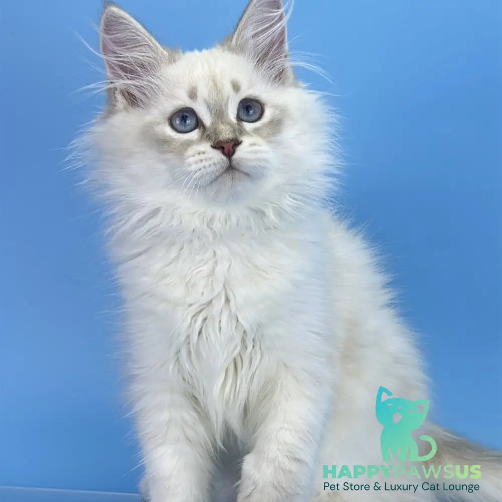 Xander Siberian male blue tabby pointed - live animals