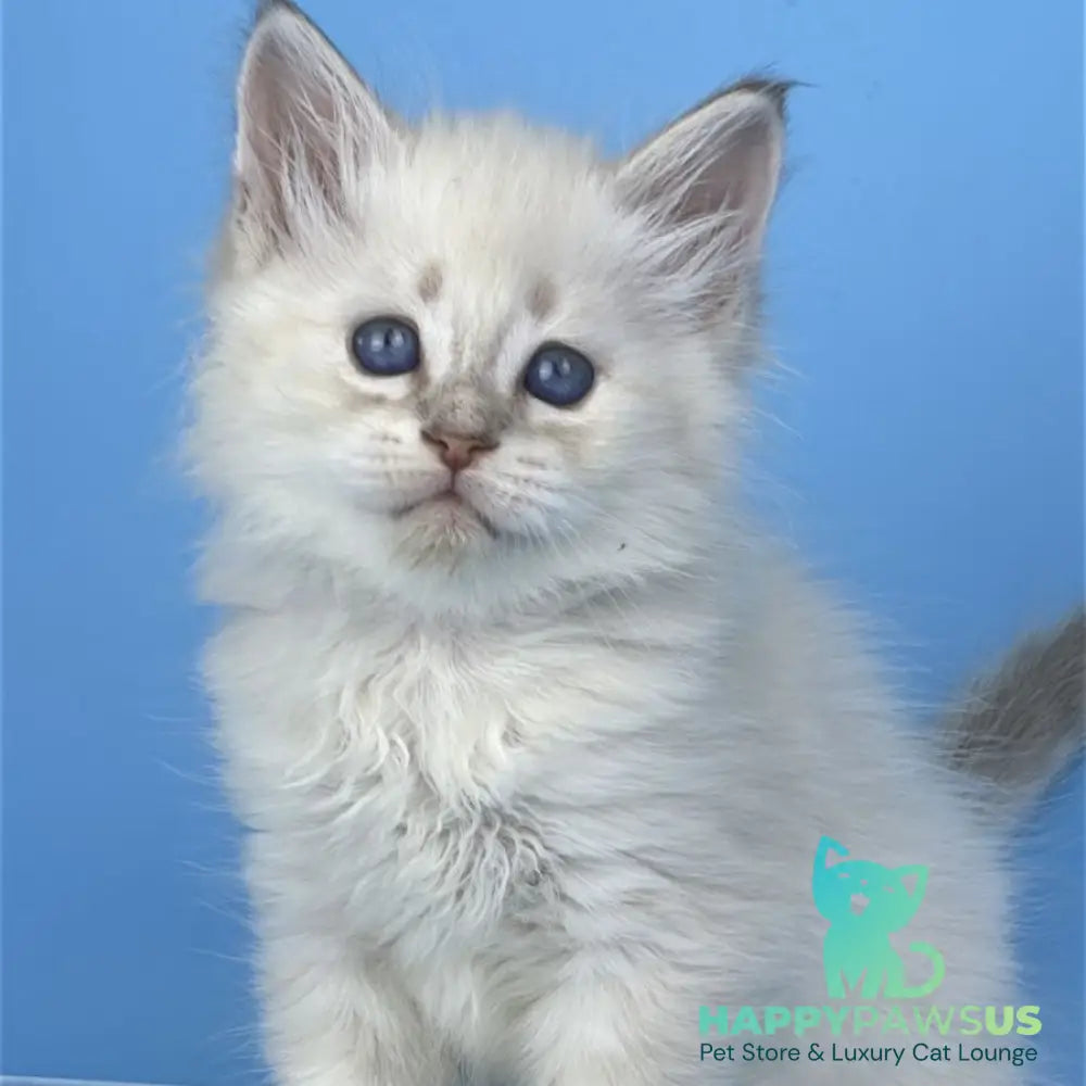 Xander Siberian male blue tabby pointed - live animals