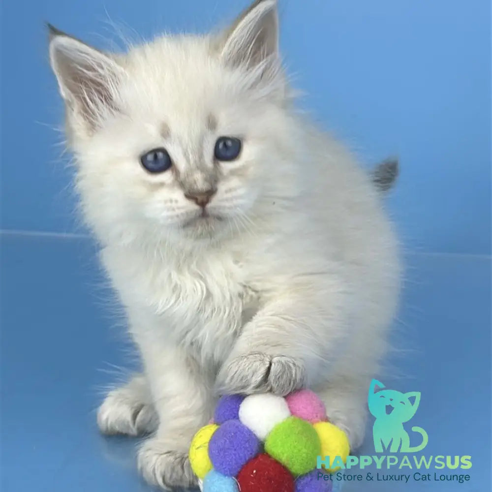 Xander Siberian male blue tabby pointed - live animals