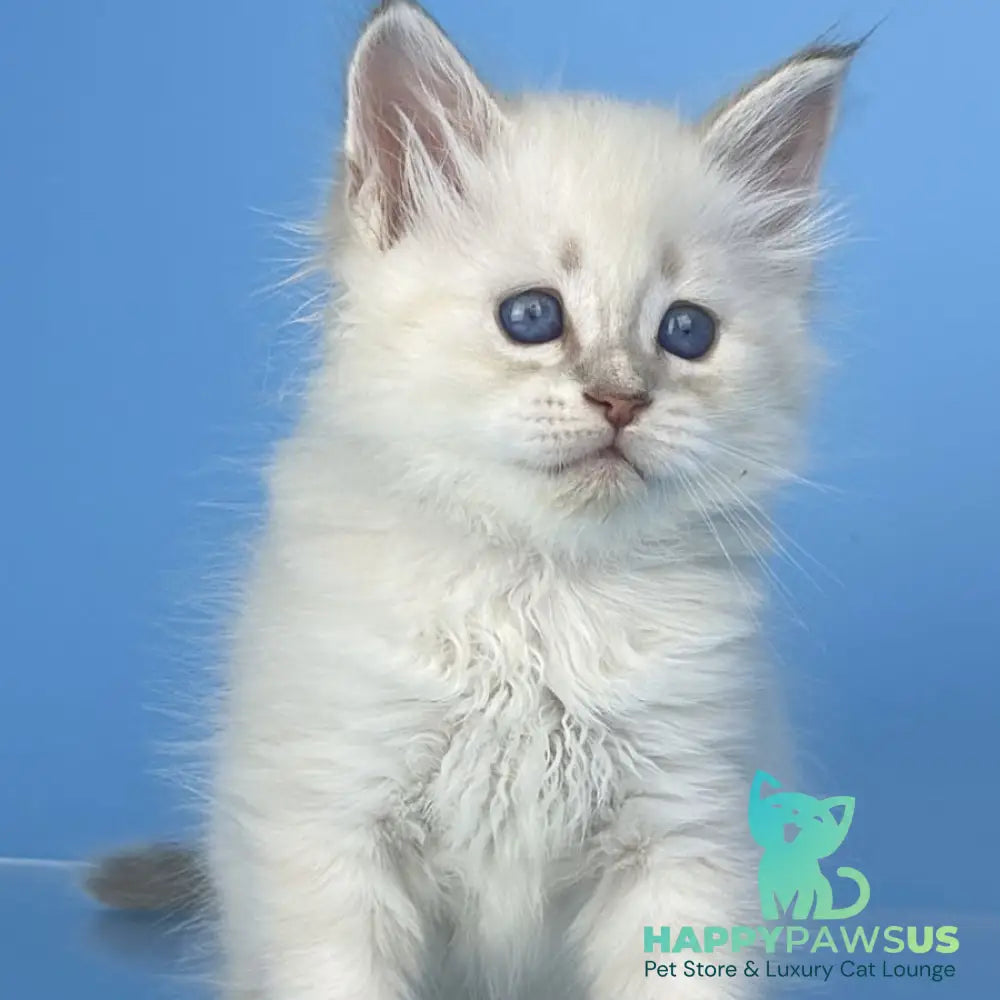 Xander Siberian male blue tabby pointed - live animals