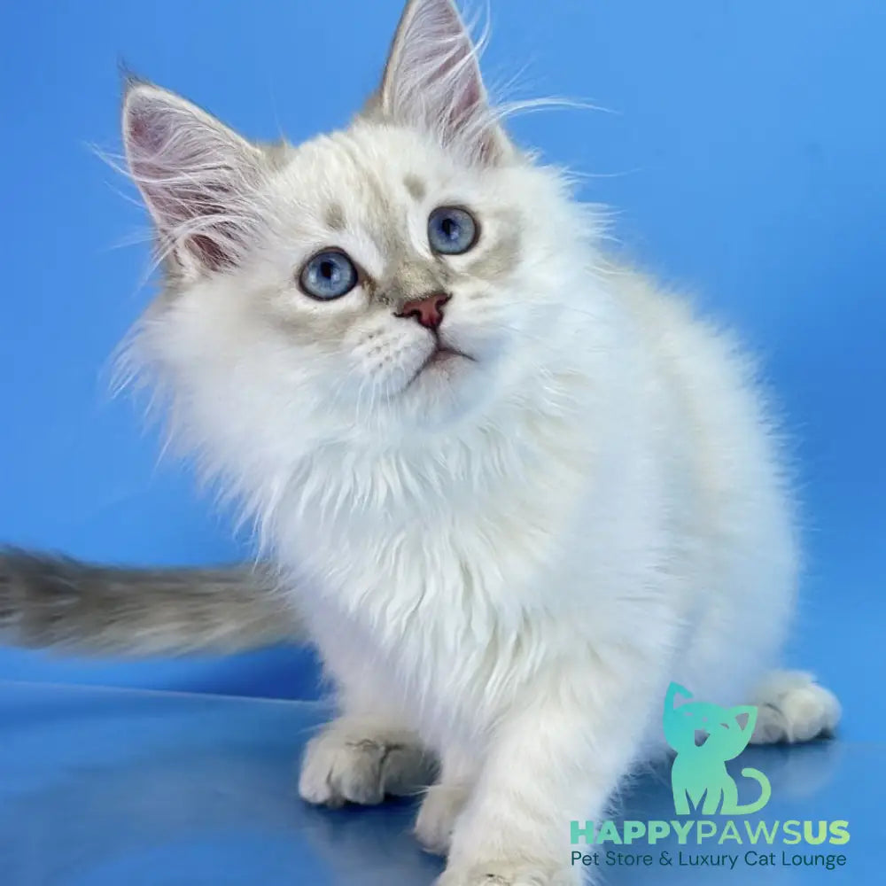Xander Siberian male blue tabby pointed - live animals