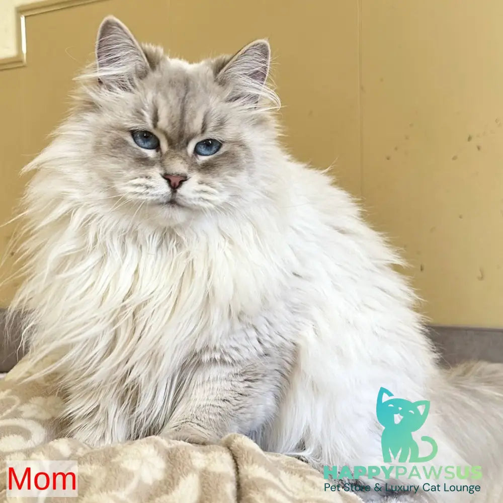 Xander Siberian male blue tabby pointed - live animals